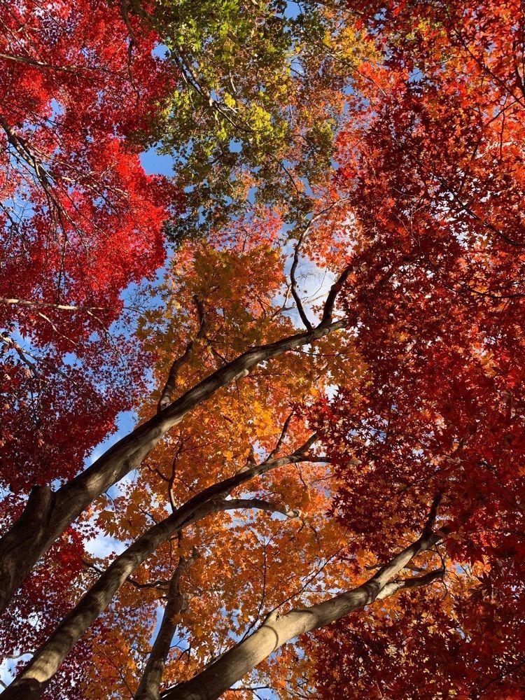 kohchanさんが投稿した紅葉山公園に関する口コミの画像