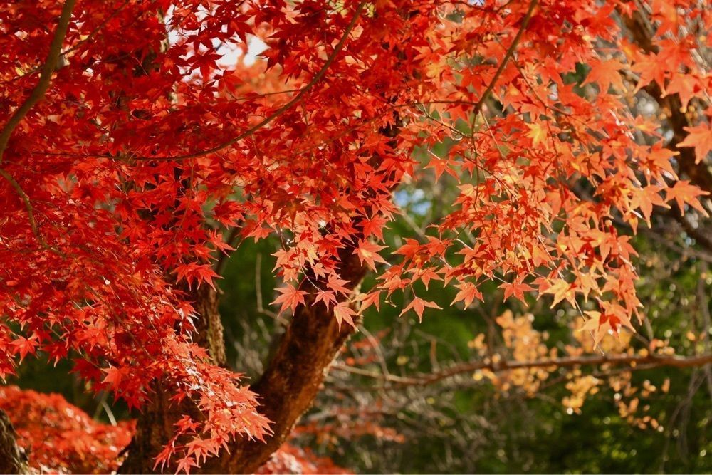 kohchanさんが投稿した紅葉山公園に関する口コミの画像