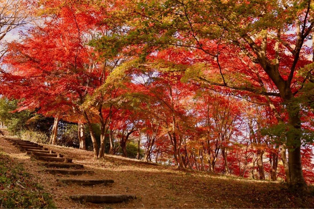 kohchanさんが投稿した紅葉山公園に関する口コミの画像