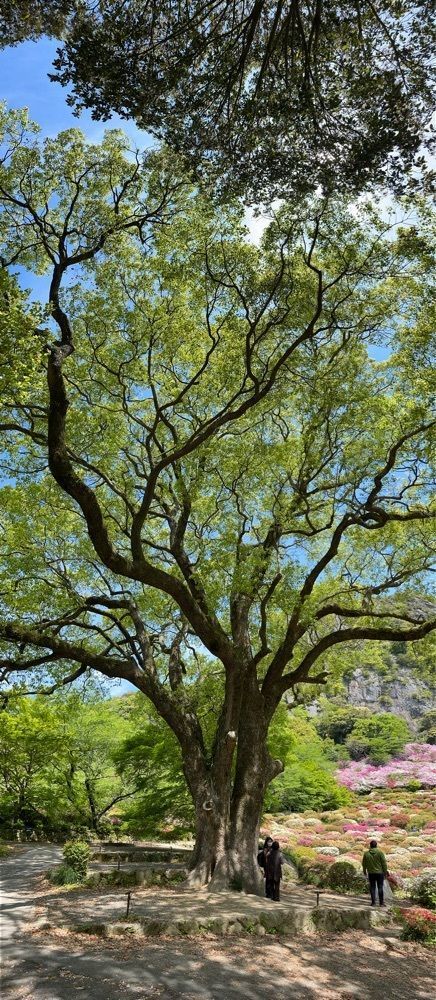 surumeさんが投稿した御船山楽園のツツジに関する口コミの画像