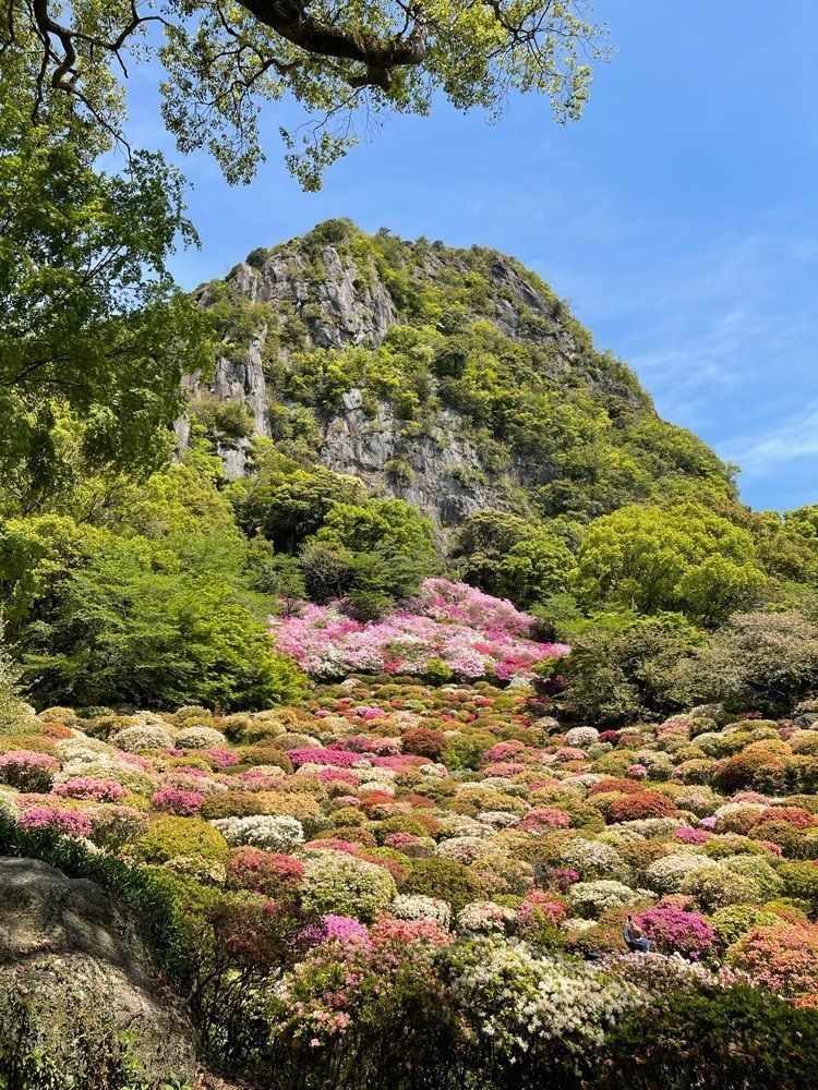 surumeさんが投稿した御船山楽園のツツジに関する口コミの画像