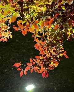 宝厳院