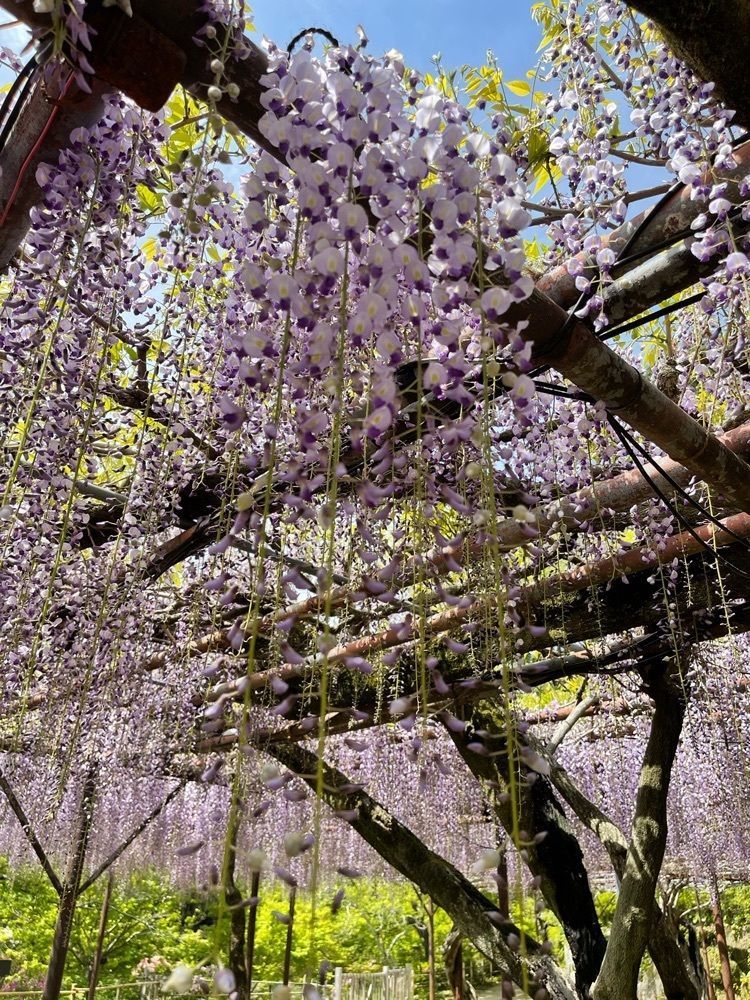 surumeさんが投稿した御船山楽園の藤に関する口コミの画像
