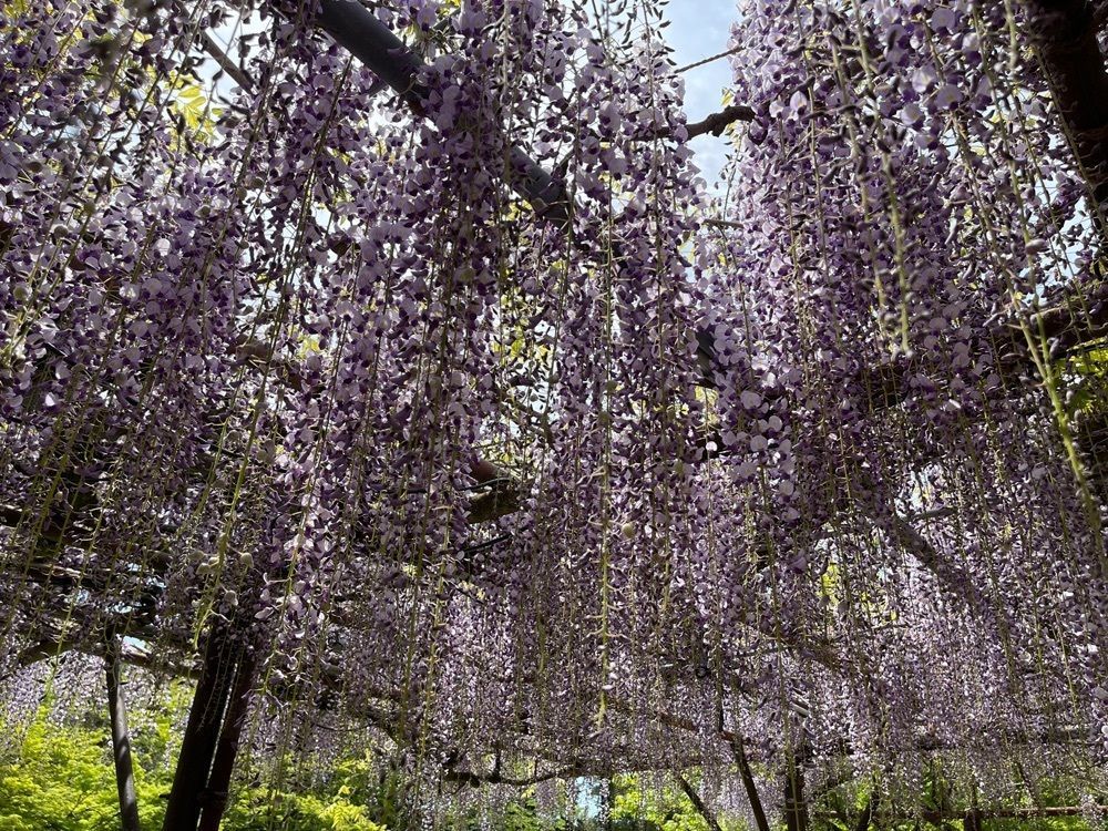 surumeさんが投稿した御船山楽園の藤に関する口コミの画像