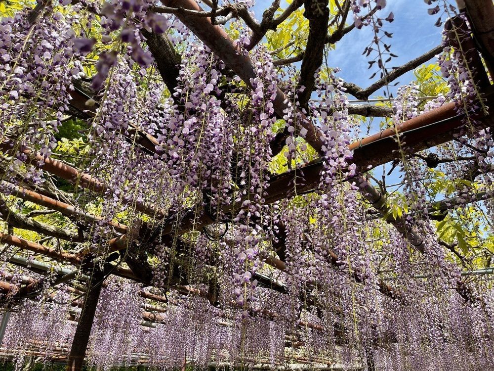 surumeさんが投稿した御船山楽園の藤に関する口コミの画像
