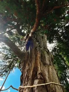 弥陀の杉と戒石銘