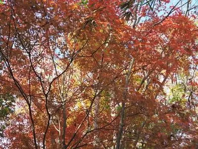 岩殿山の桜・ツツジ
