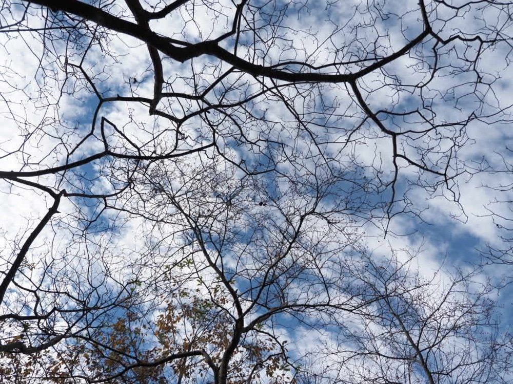 Howl Monさんが投稿した岩殿山の桜・ツツジに関する口コミの画像