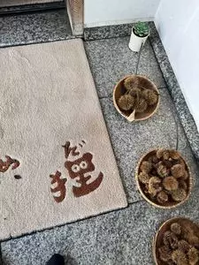 豆狸
