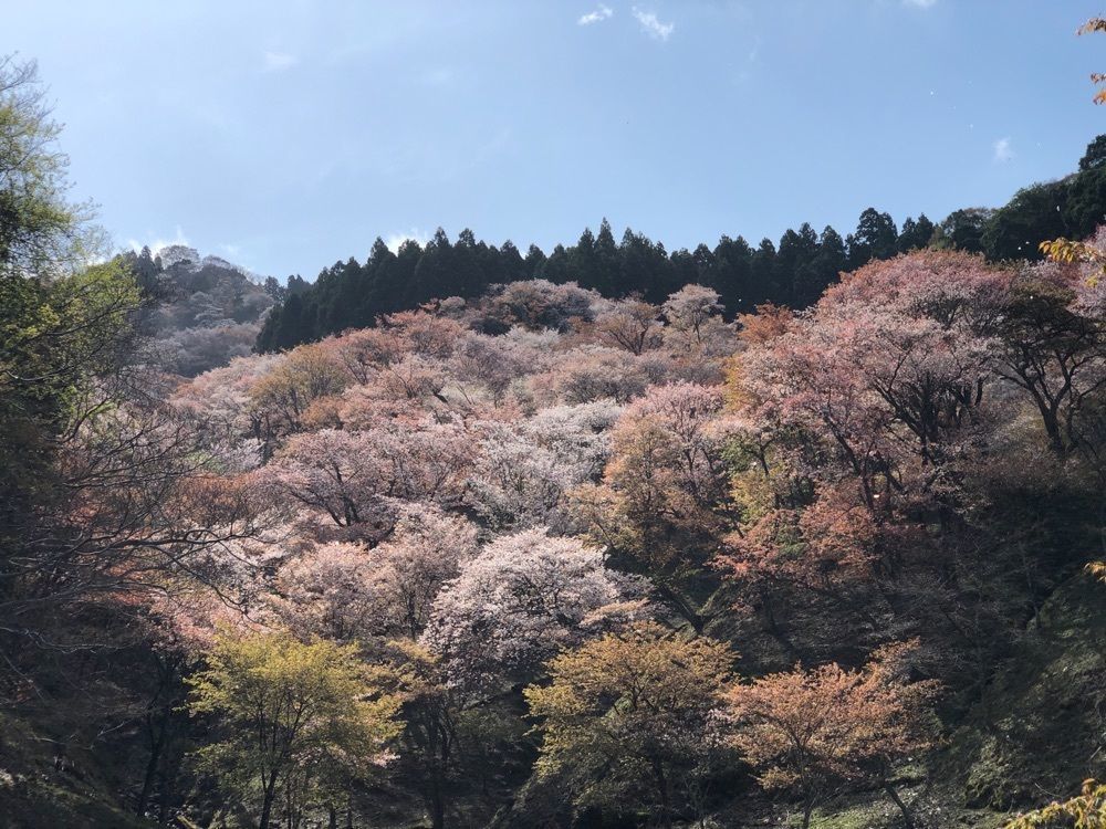 special_village_cfb5さんが投稿した奈良県吉野山　太鼓判に関する口コミの画像