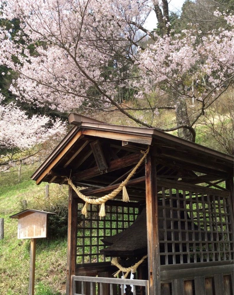 ＤＪゴン太さんが投稿した臥龍桜に関する口コミの画像