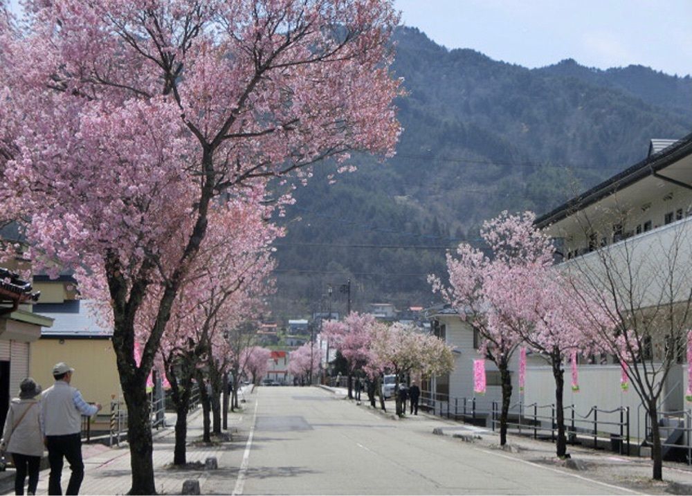 ＤＪゴン太さんが投稿した臥龍桜に関する口コミの画像