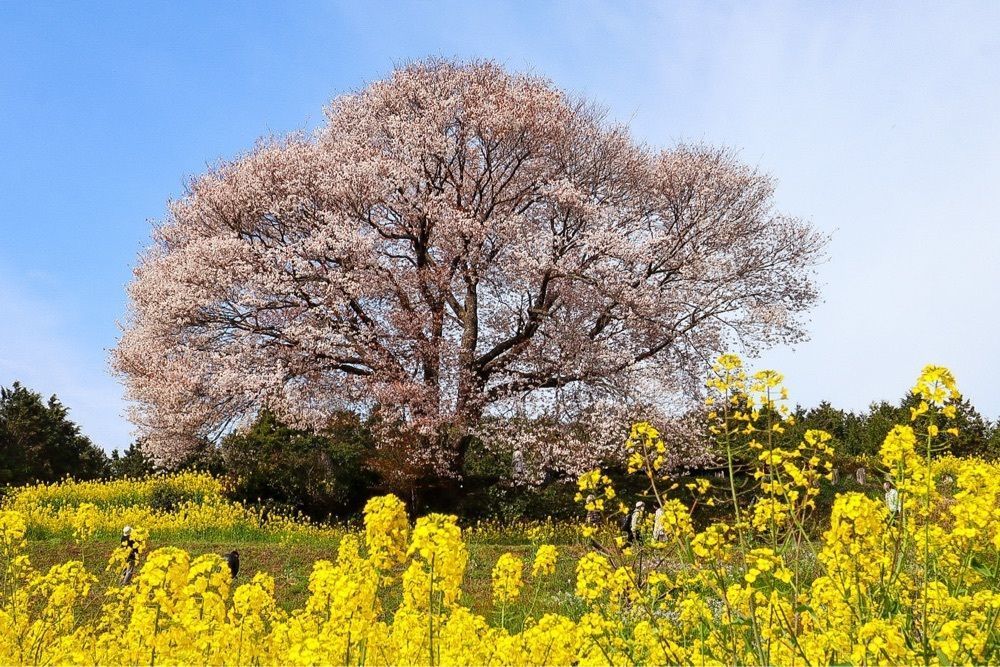 mt0130さんが投稿した馬場の山桜に関する口コミの画像