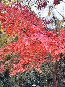 嵐山渓谷