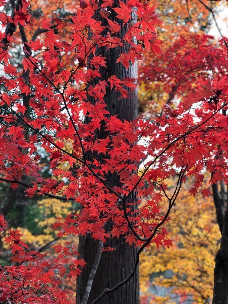 nicanさんが投稿した石道寺に関する口コミの画像