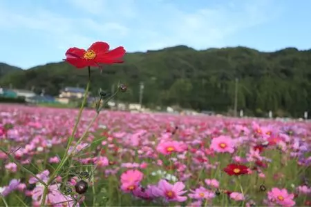おかべ