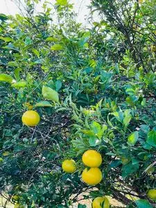 あさはた緑地