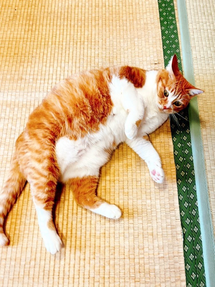 猫なぎ。さんが投稿した農家そば屋 ごすけ（ノウカソバヤゴスケ）に関する口コミの画像
