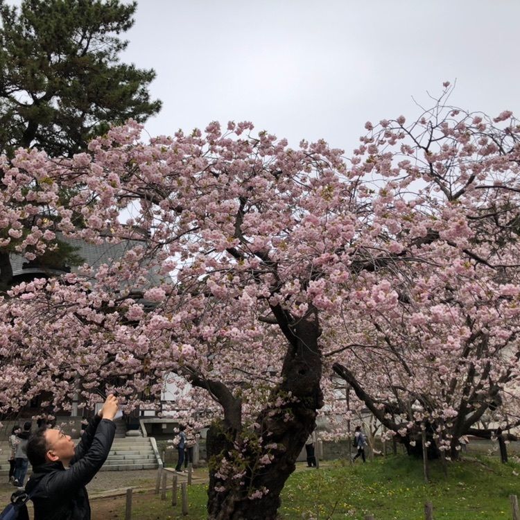 モコさんが投稿した松前公園の桜に関する口コミの画像