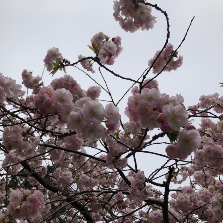 モコさんが投稿した松前公園の桜に関する口コミの画像