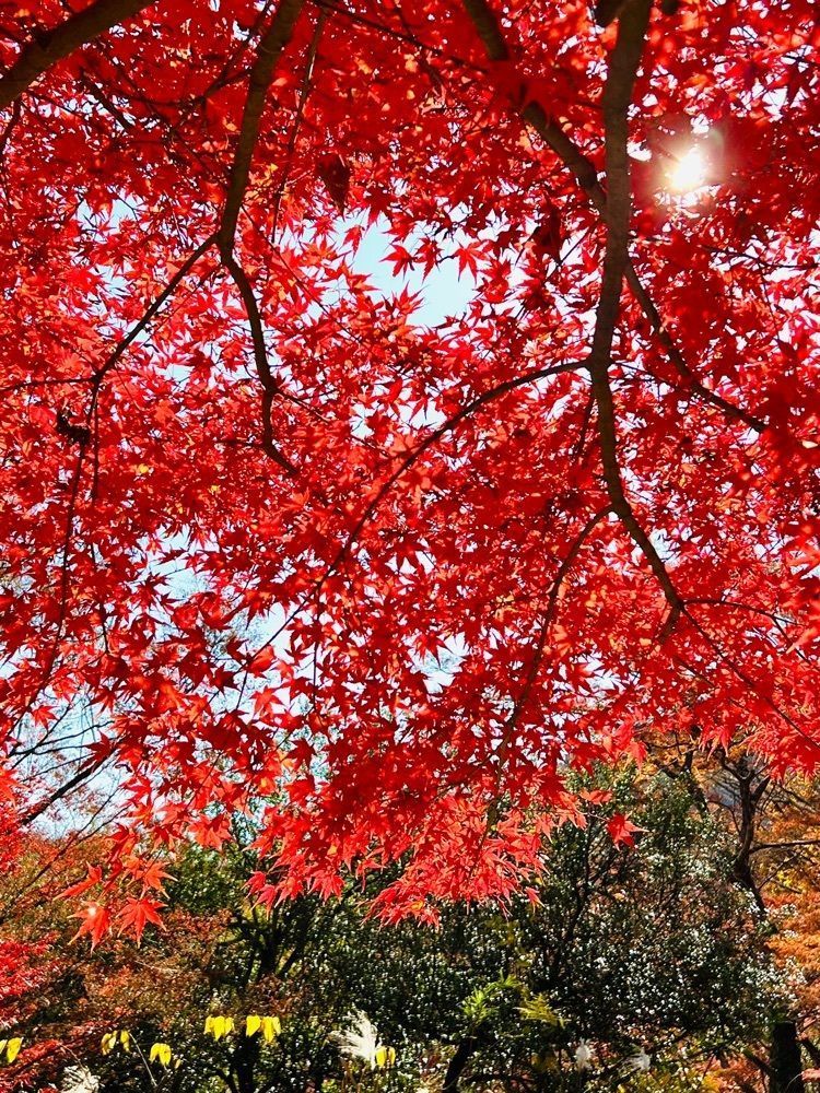 ビンカさんが投稿した月川荘キャンプ場に関する口コミの画像