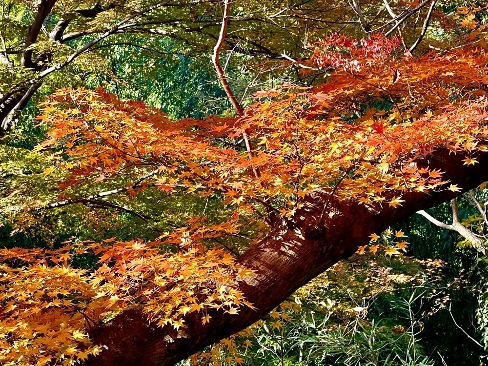 ビンカさんが投稿した月川荘キャンプ場に関する口コミの画像