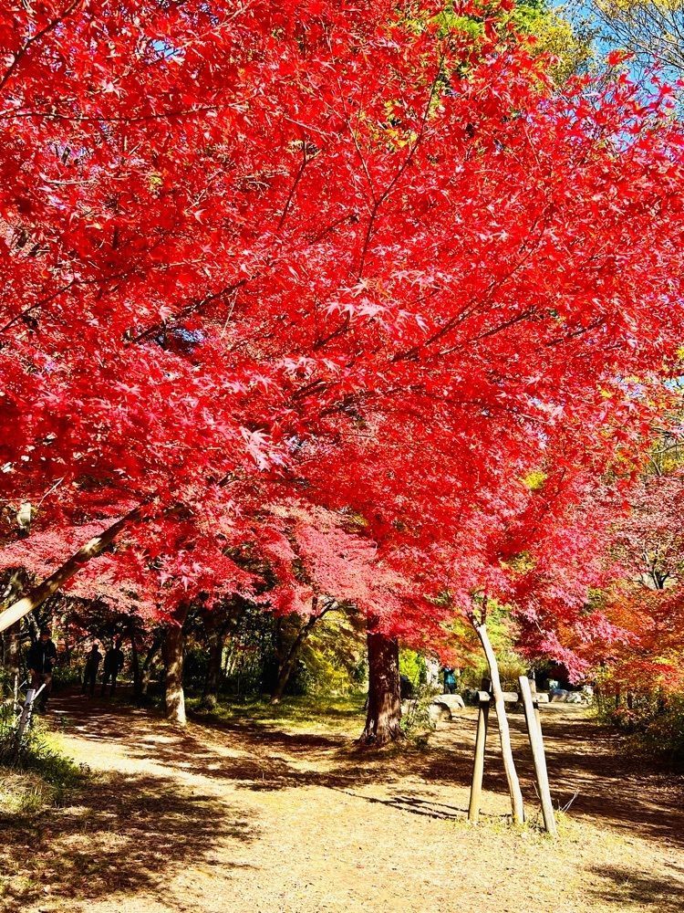 ビンカさんが投稿した月川荘キャンプ場に関する口コミの画像