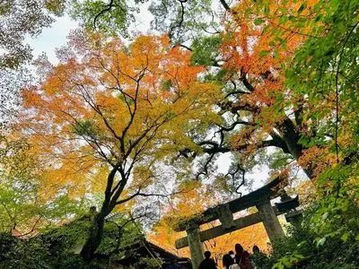 仁比山神社の桜