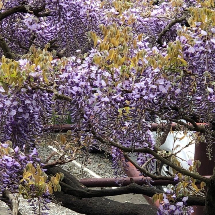 Pooh-0312さんが投稿した大善寺庭園に関する口コミの画像