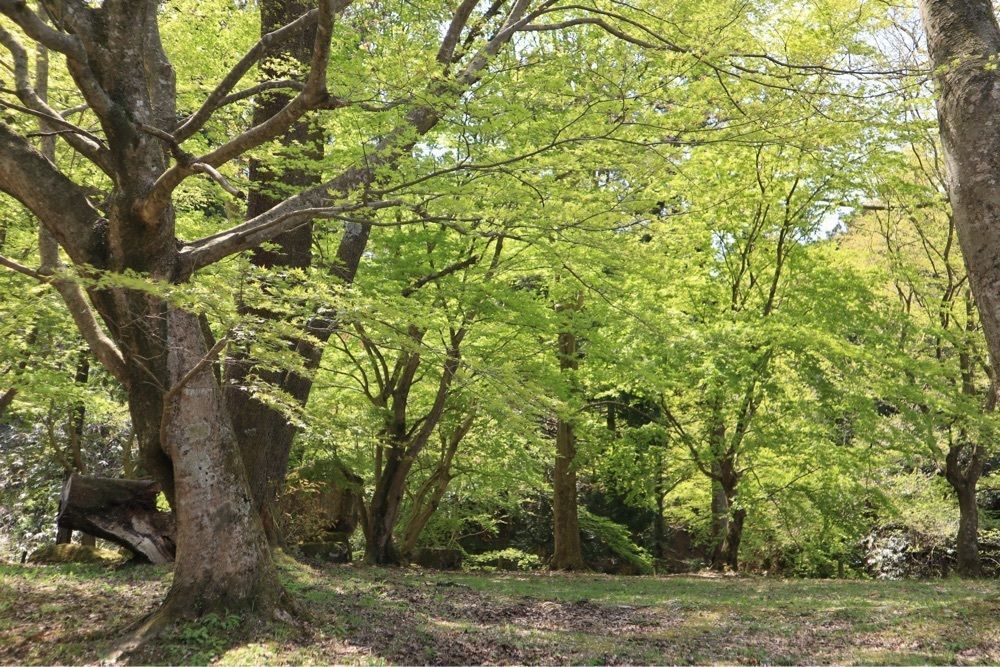 でぃーごさんが投稿した七尾城跡に関する口コミの画像