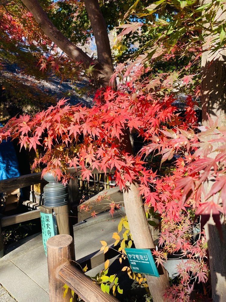 けんけんさんが投稿した深大寺水車館に関する口コミの画像