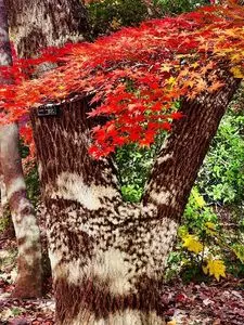 国営武蔵丘陵森林公園 植物園売店