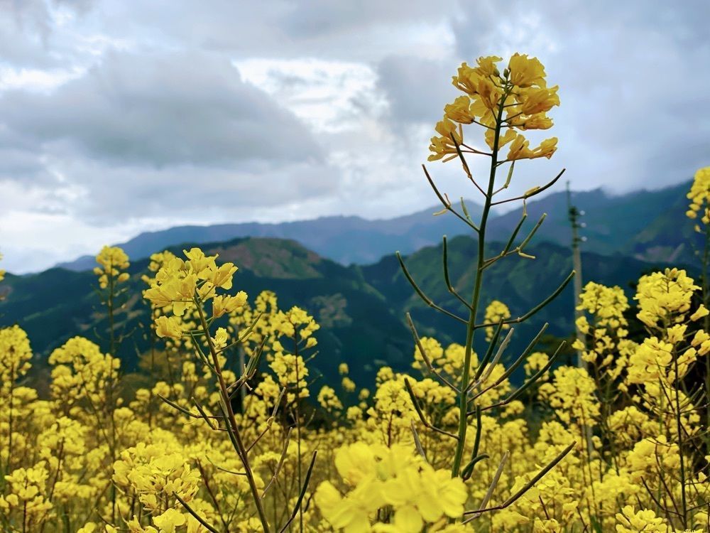 MinionPapaさんが投稿した画像の画像