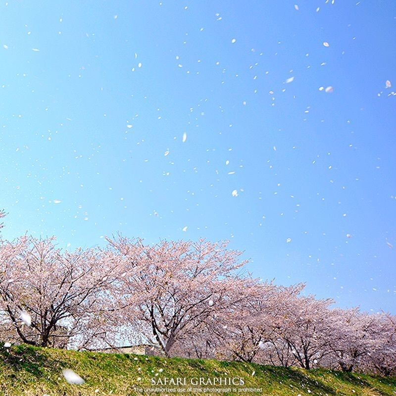 月夜野さんが投稿した余市川桜並木に関する口コミの画像