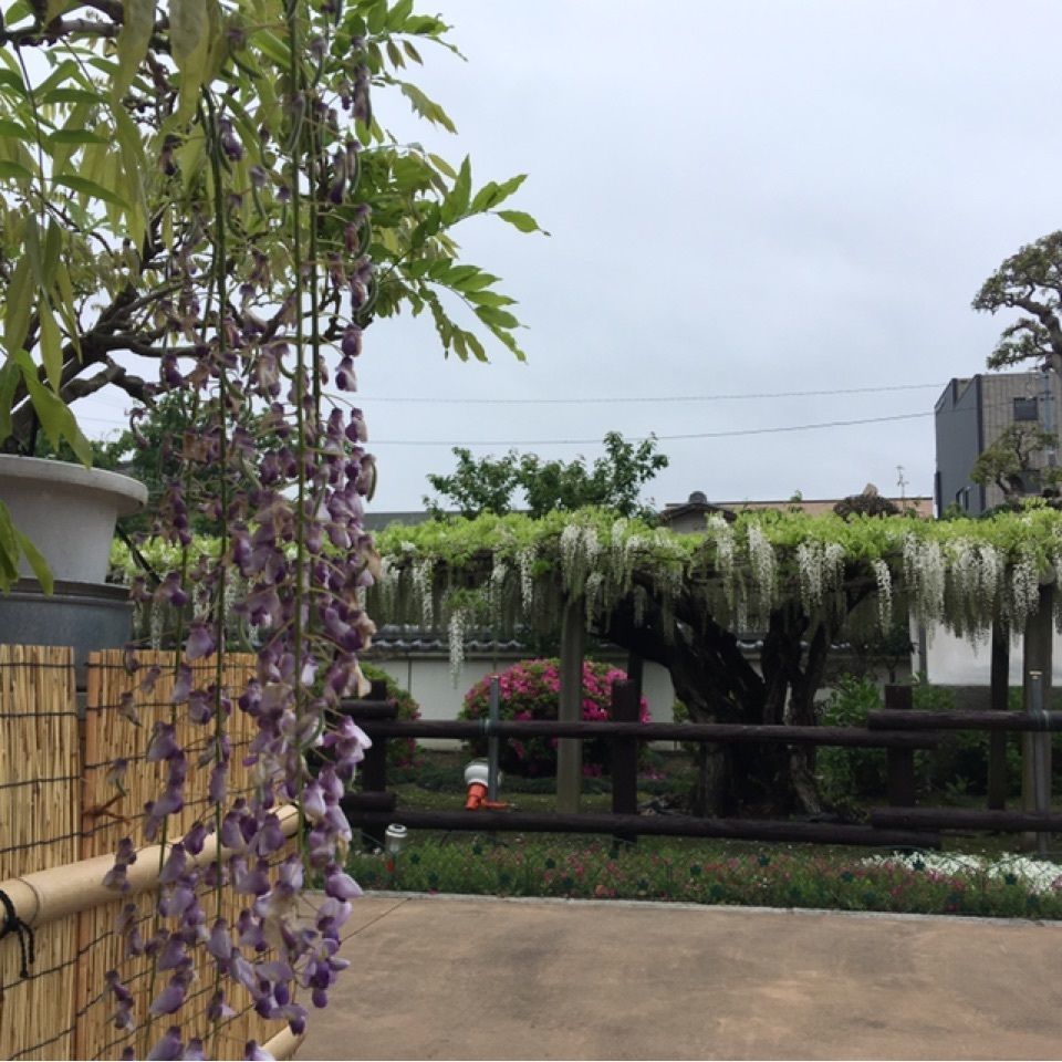 modern_weekend_a504さんが投稿した地福寺の藤に関する口コミの画像