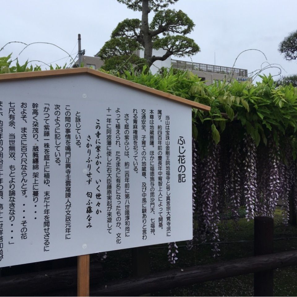 modern_weekend_a504さんが投稿した地福寺の藤に関する口コミの画像