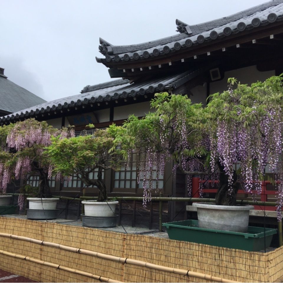 modern_weekend_a504さんが投稿した地福寺の藤に関する口コミの画像