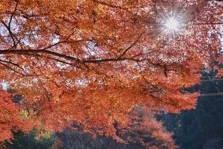 雲巌寺