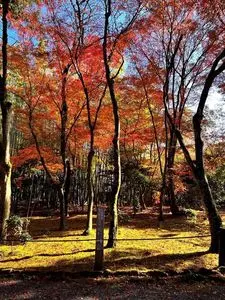 西芳寺（苔寺）