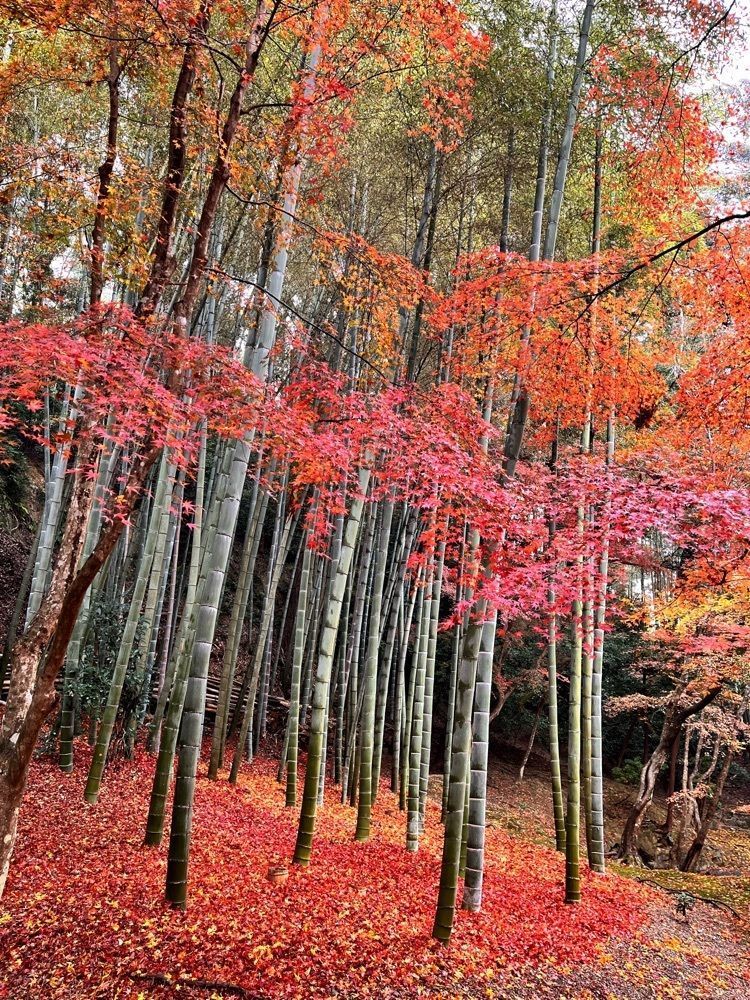 freedom さんが投稿した西芳寺（苔寺）に関する口コミの画像