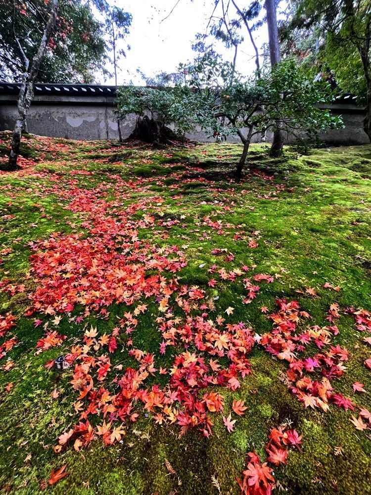 freedom さんが投稿した西芳寺（苔寺）に関する口コミの画像