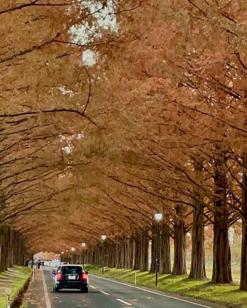 kei_koさんが投稿したマキノメタセコイア並木に関する口コミの画像