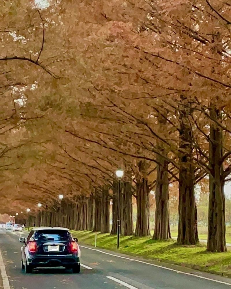 kei_koさんが投稿したマキノメタセコイア並木に関する口コミの画像