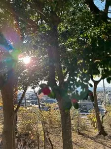 夜の森公園