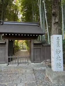 菩提樹
