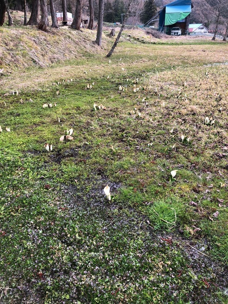 からっ風②さんが投稿した針山のザゼンソウ群落に関する口コミの画像