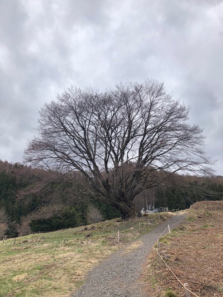 からっ風②さんが投稿した針山のザゼンソウ群落に関する口コミの画像