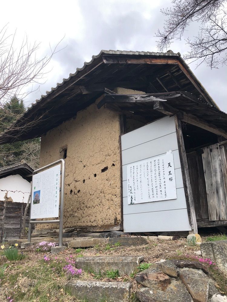 からっ風②さんが投稿した針山のザゼンソウ群落に関する口コミの画像