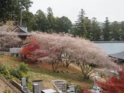 光明寺