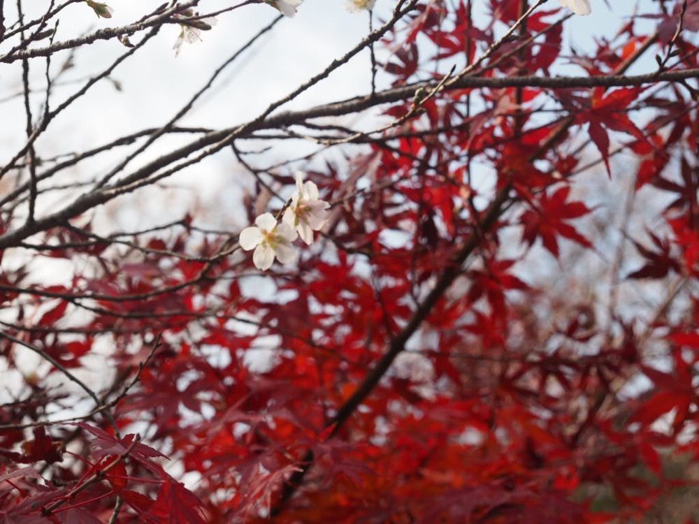 Howl Monさんが投稿した光明寺に関する口コミの画像